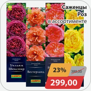 Саженцы роз в ассортименте